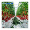 Greenhouse de filme de quadro de aço galvanizado para tomate